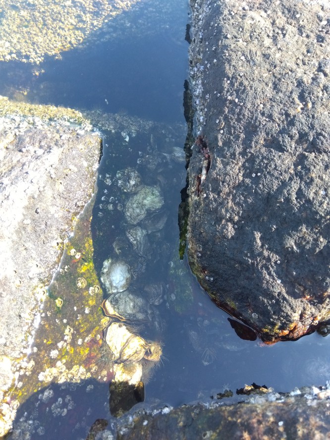 ぎっしり牡蠣その２