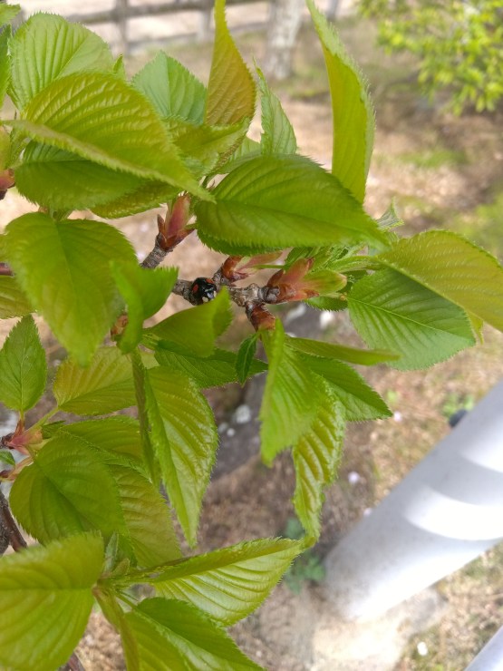 さくらの葉っぱとテントウムシ