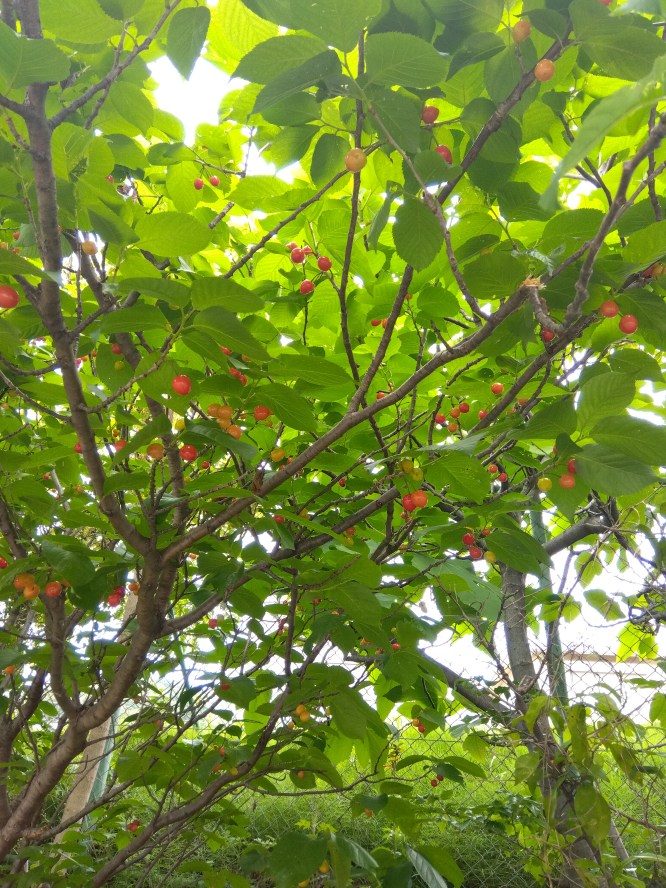 たわわサクランボ