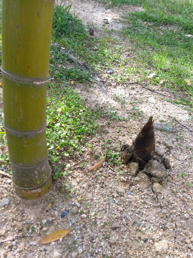 にょっきりタケノコ