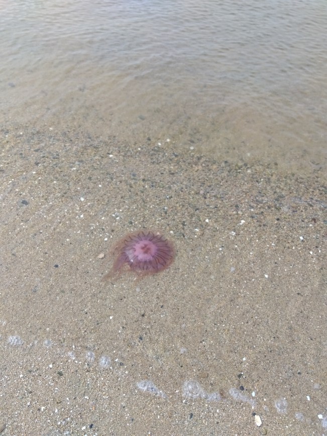 またまた別クラゲ出現