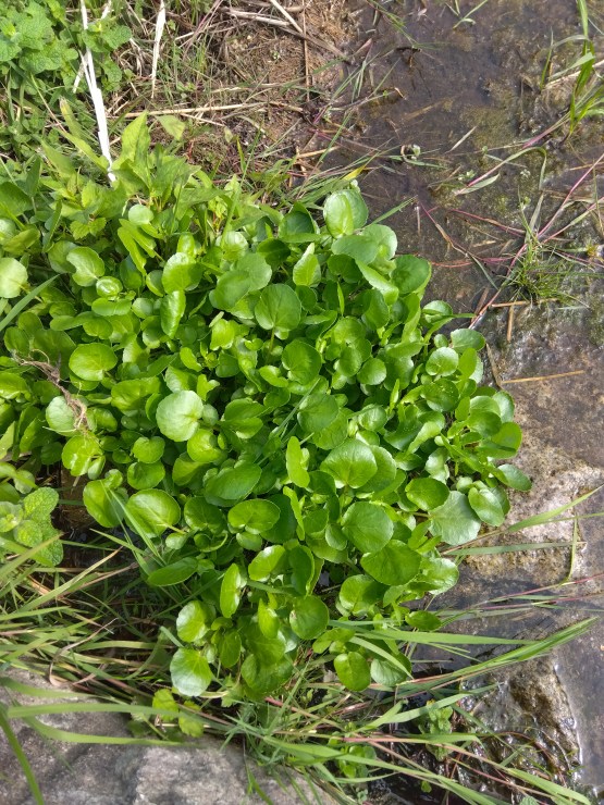 やわらかクレソン