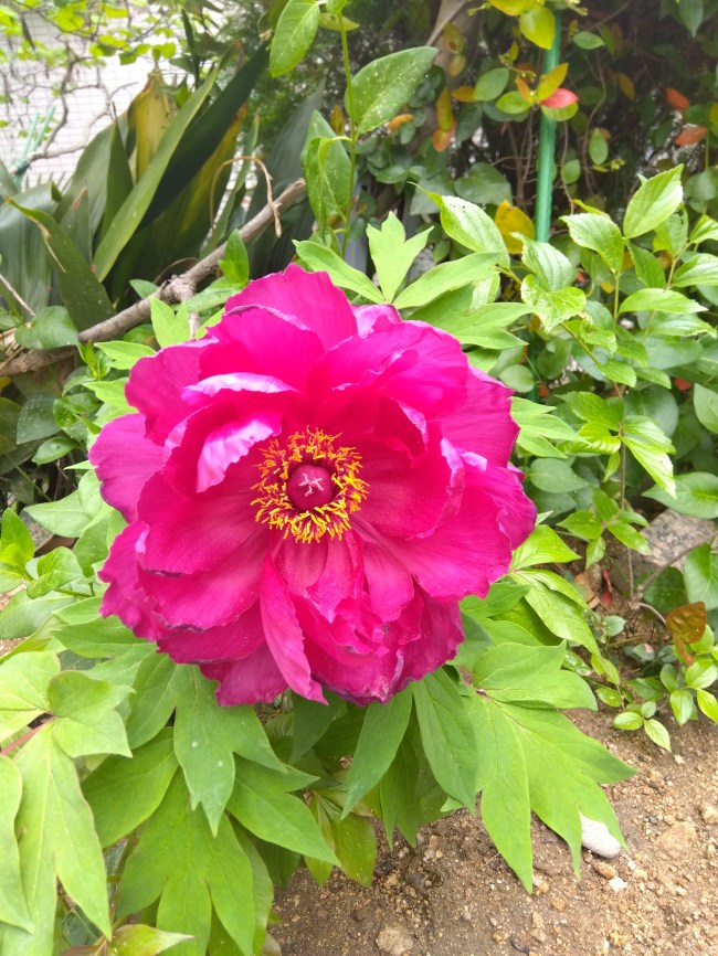 オピウム似の花