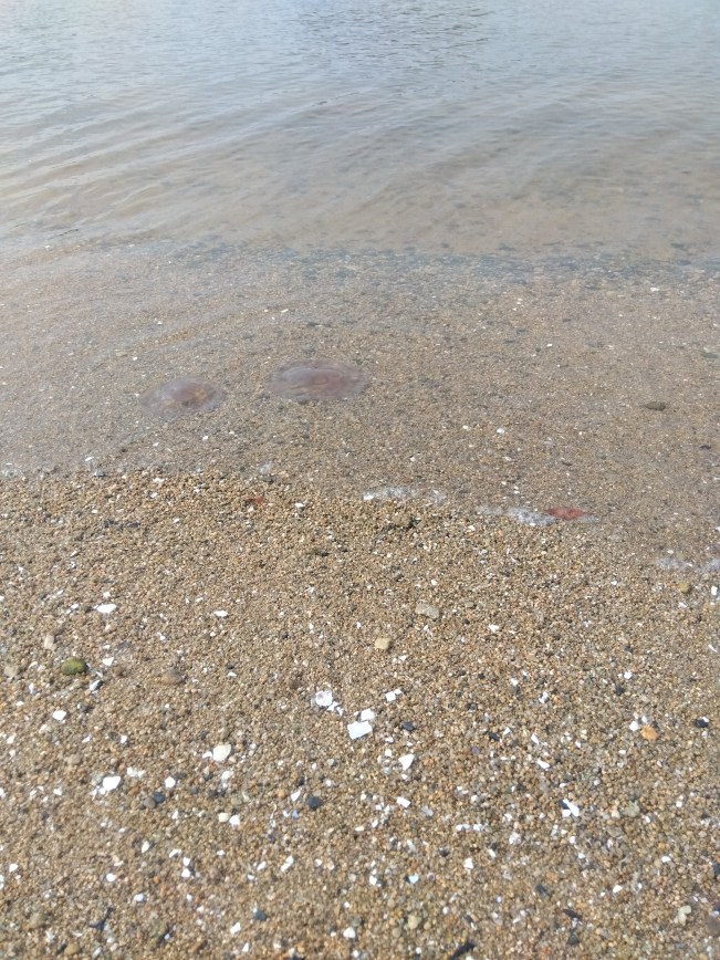 クラゲ２匹ゆらゆら