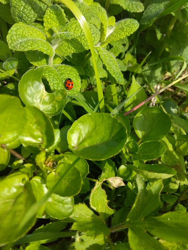 テントウムシ２