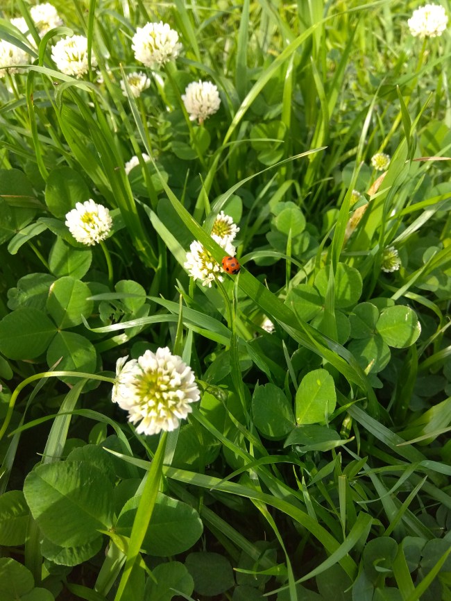 テントウムシ３