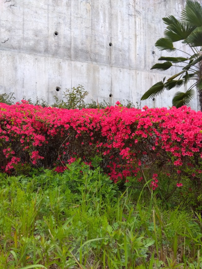 ビューティフルフラワー