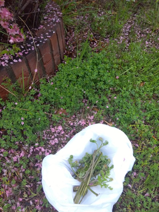 今年お初わらび