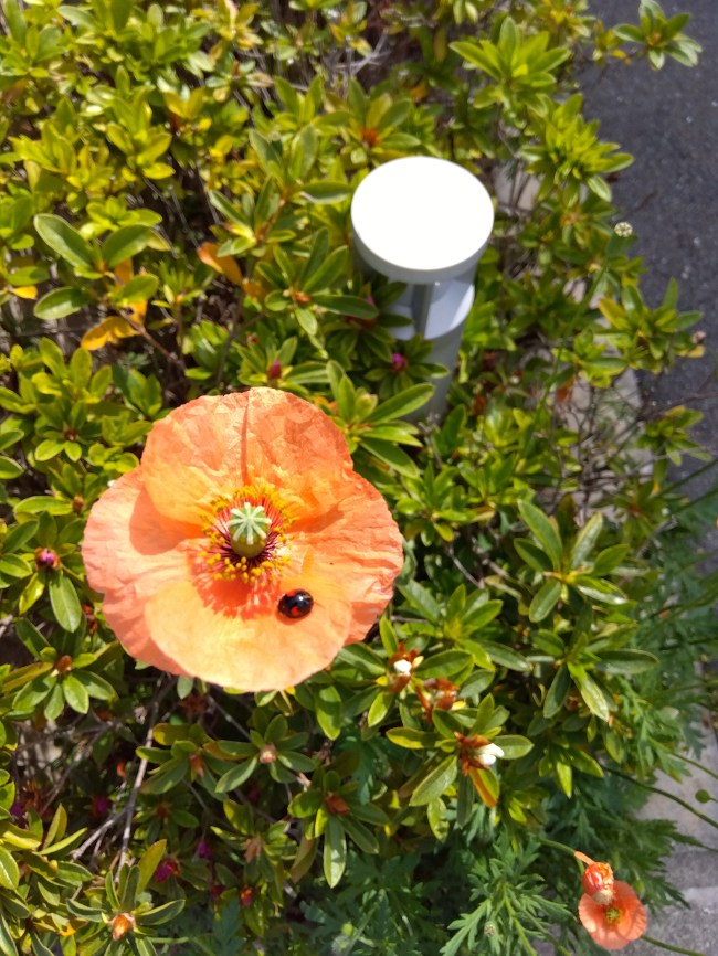 花とテントウムシ