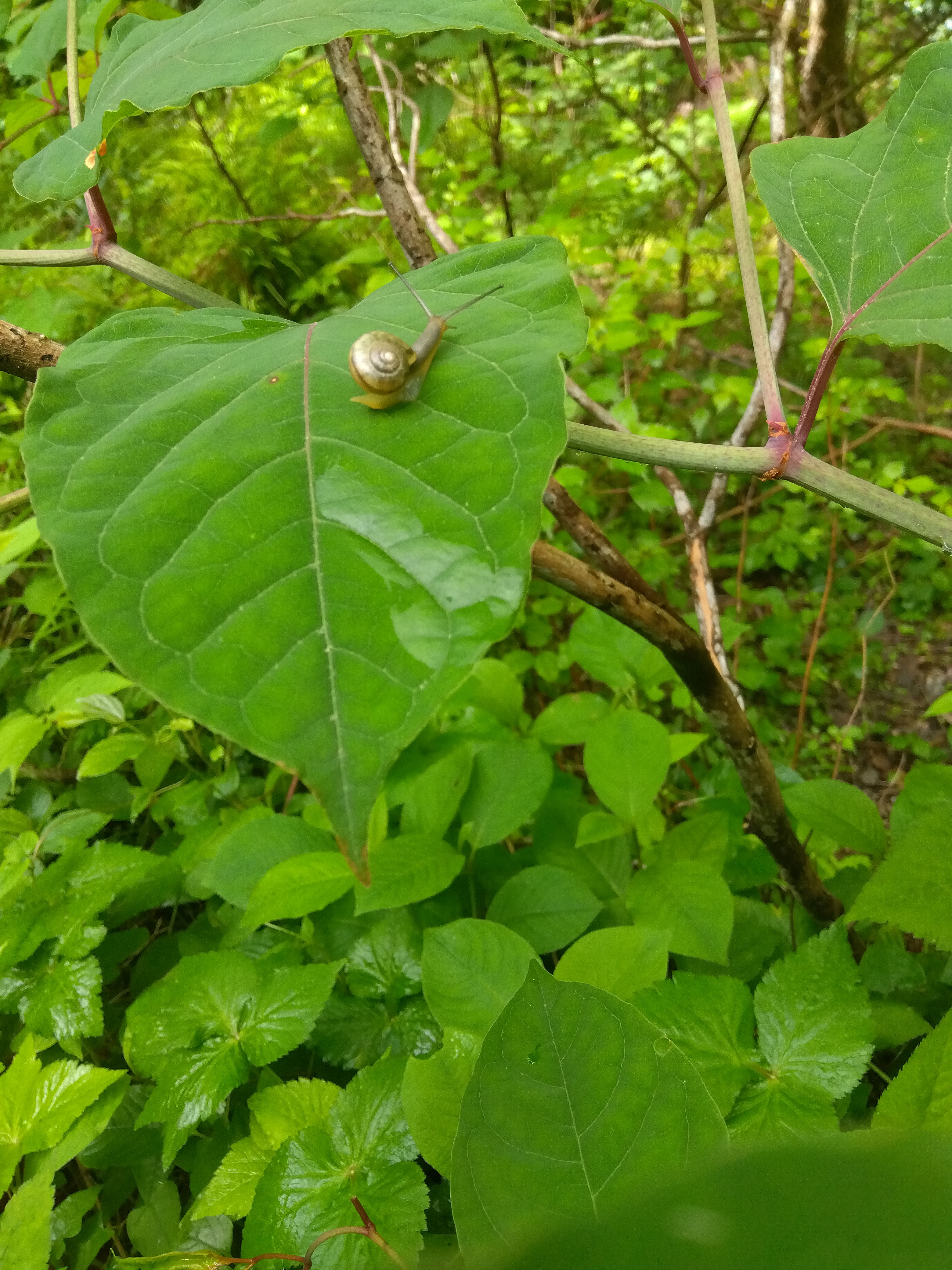 かたつむり on a leaf
