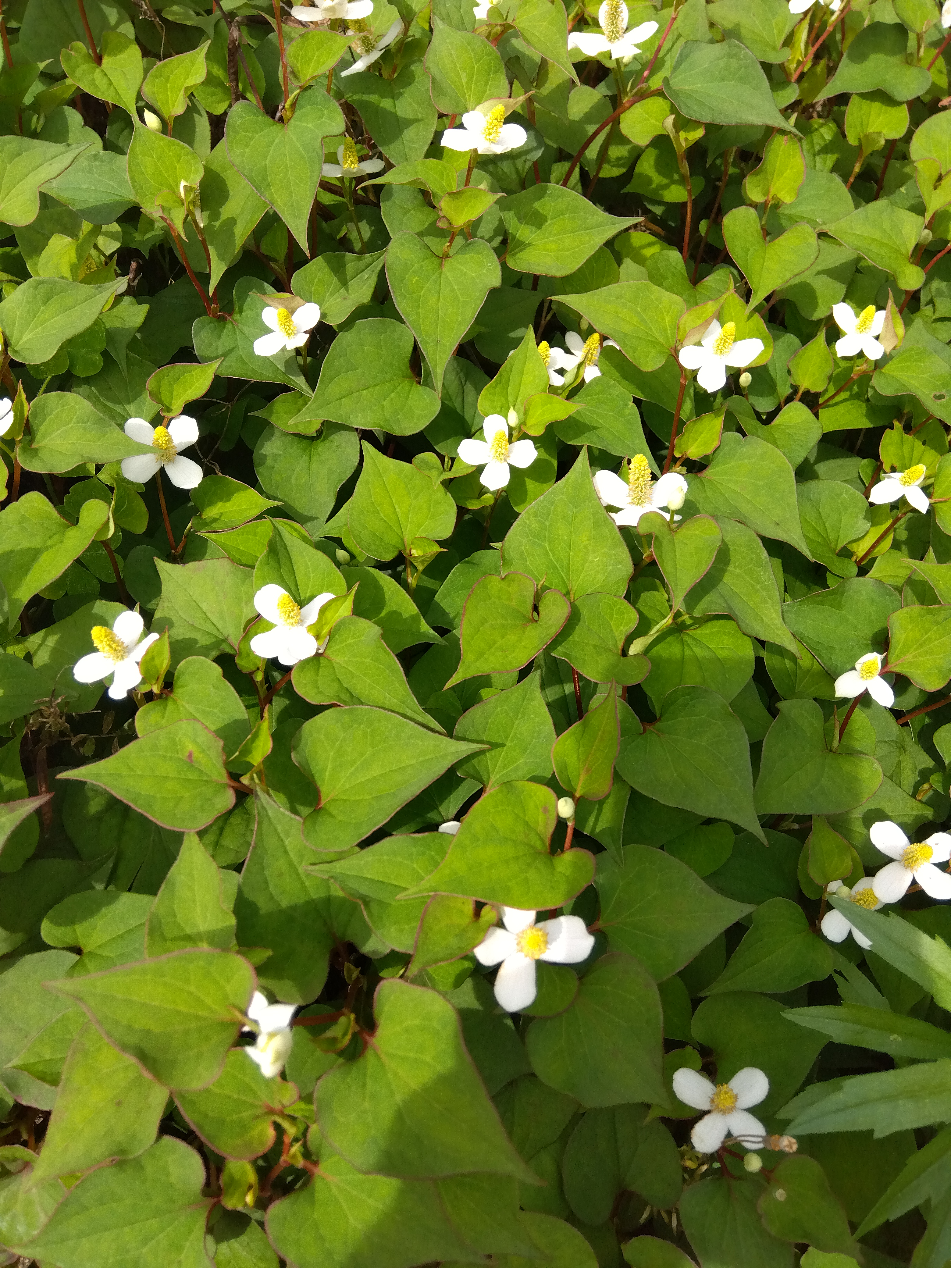 どくだみフラワー