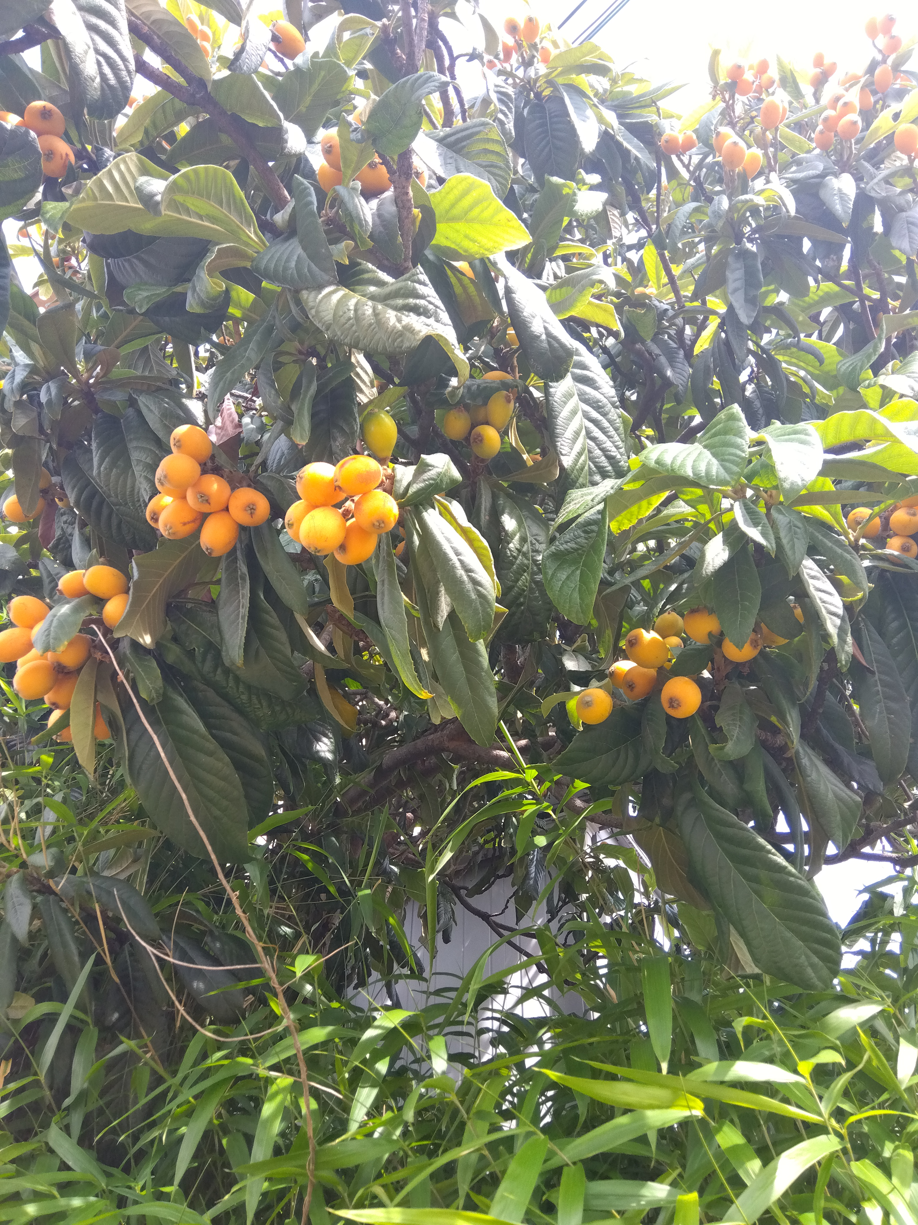 びわがたわわに。