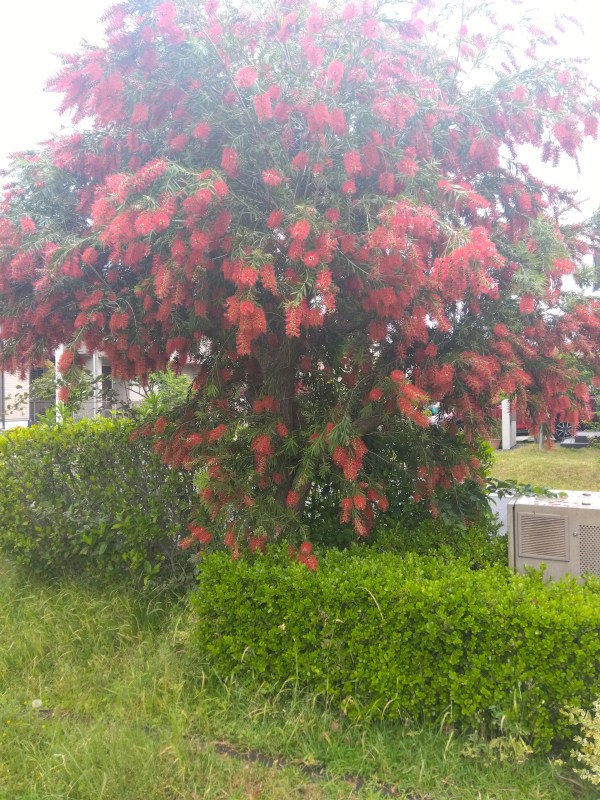 ハデハデトゥリー