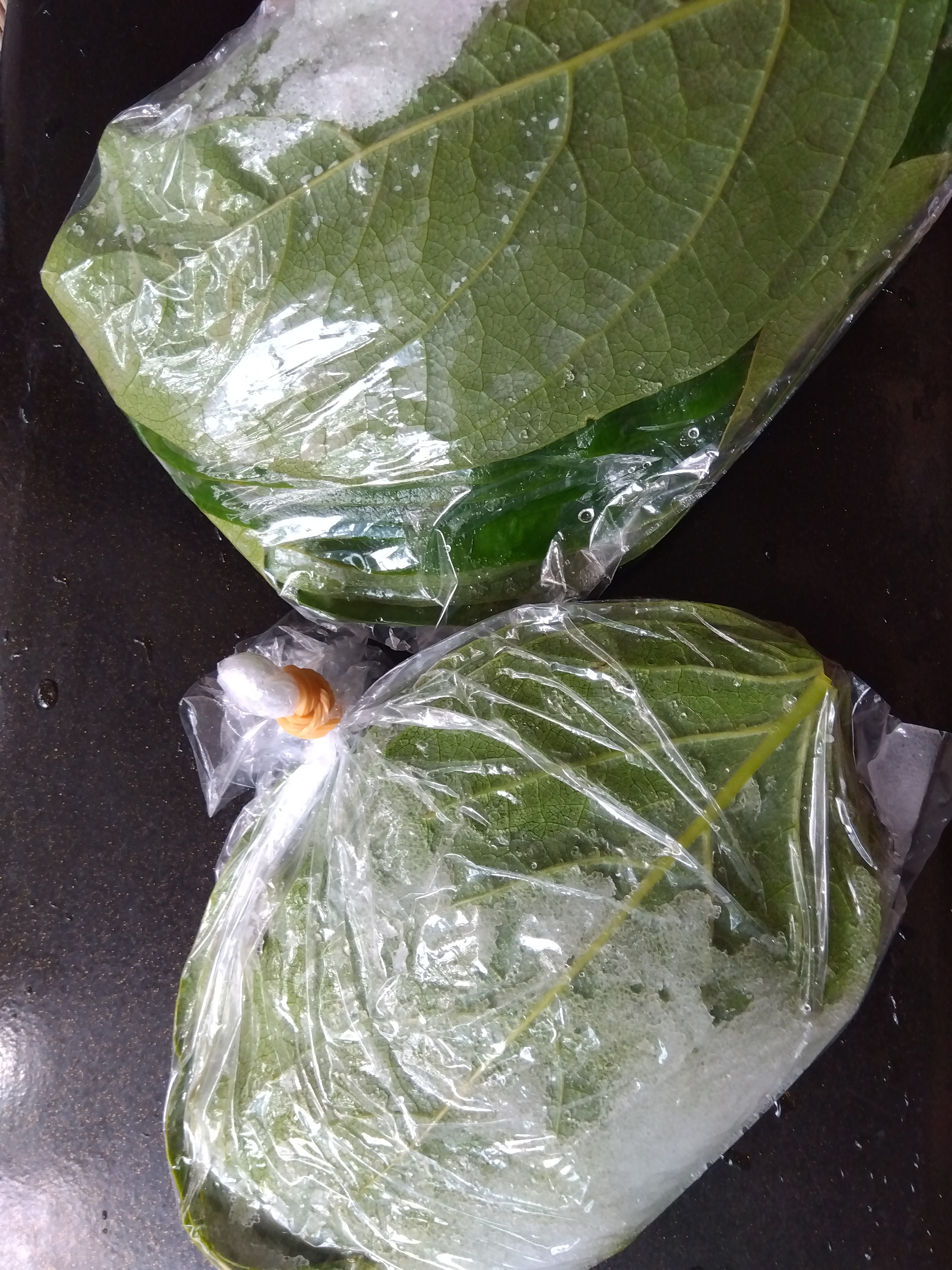 柿の葉塩漬け仕込み中