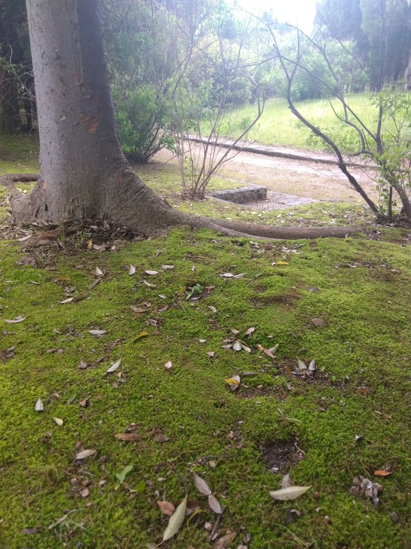 苔の上を裸足で歩く