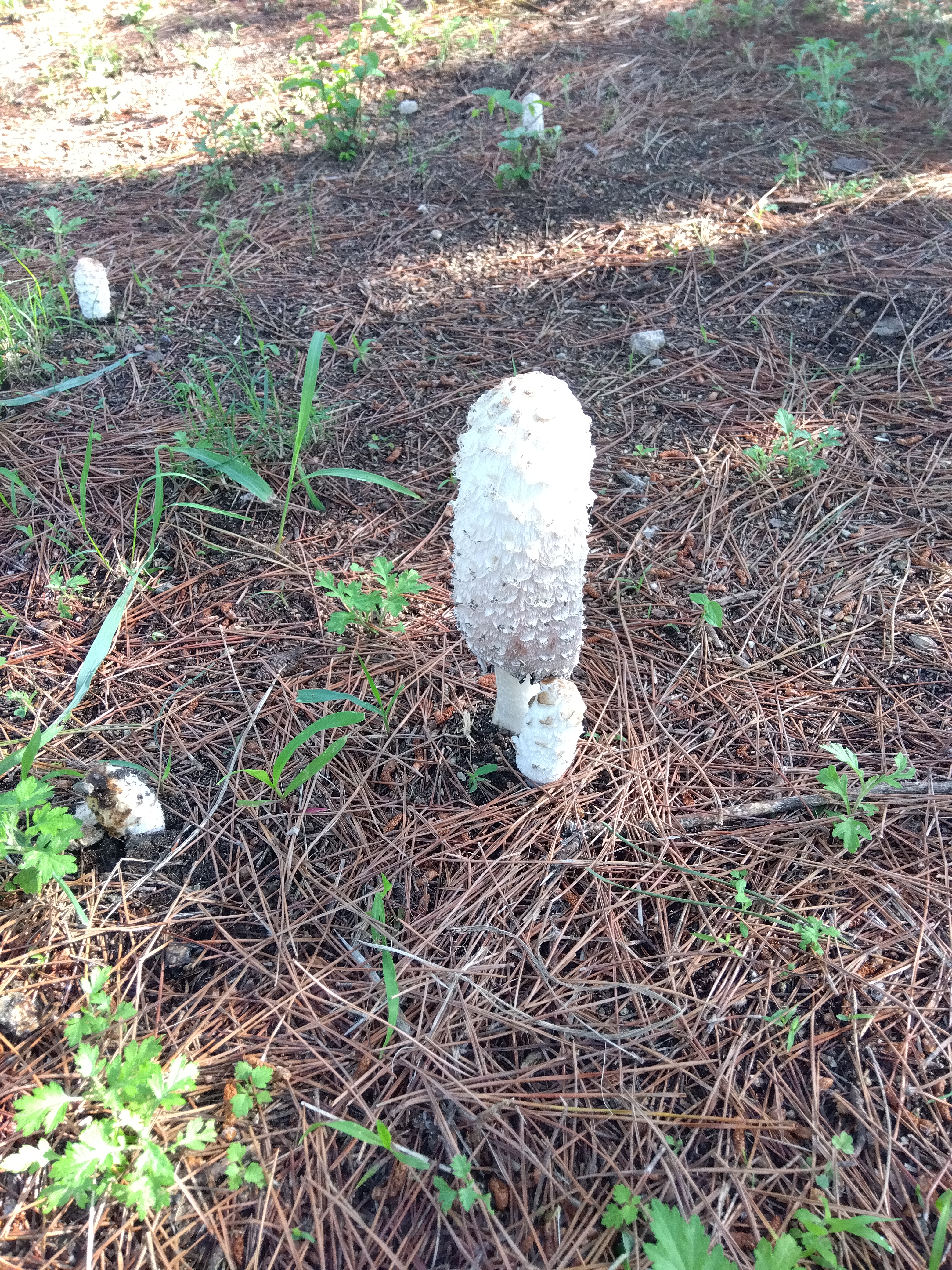 なぞきのこが松の木の根っこにたくさん