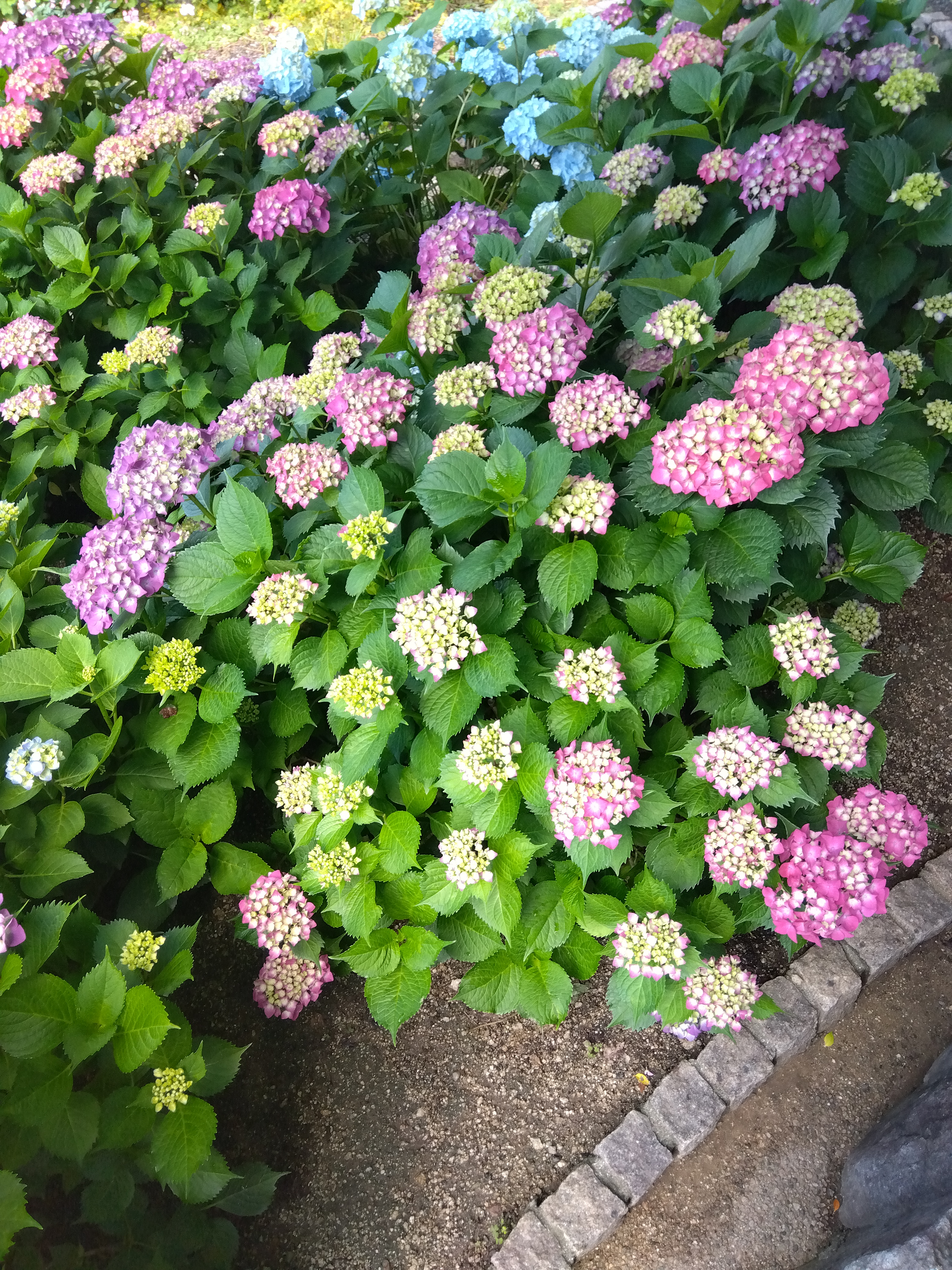 ビューティフルなあじさい