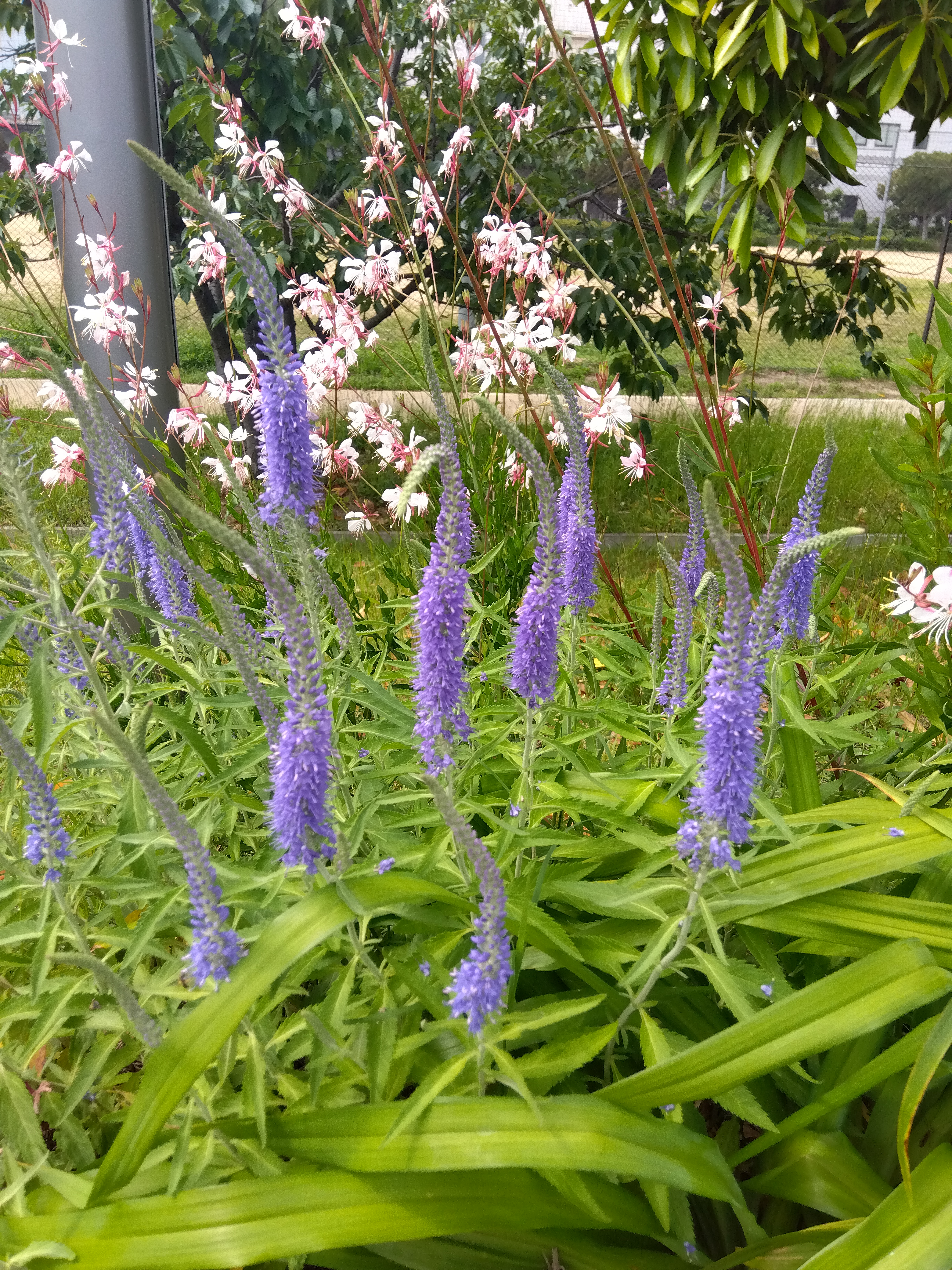 紫くねくねフラワーがにょきにょきと