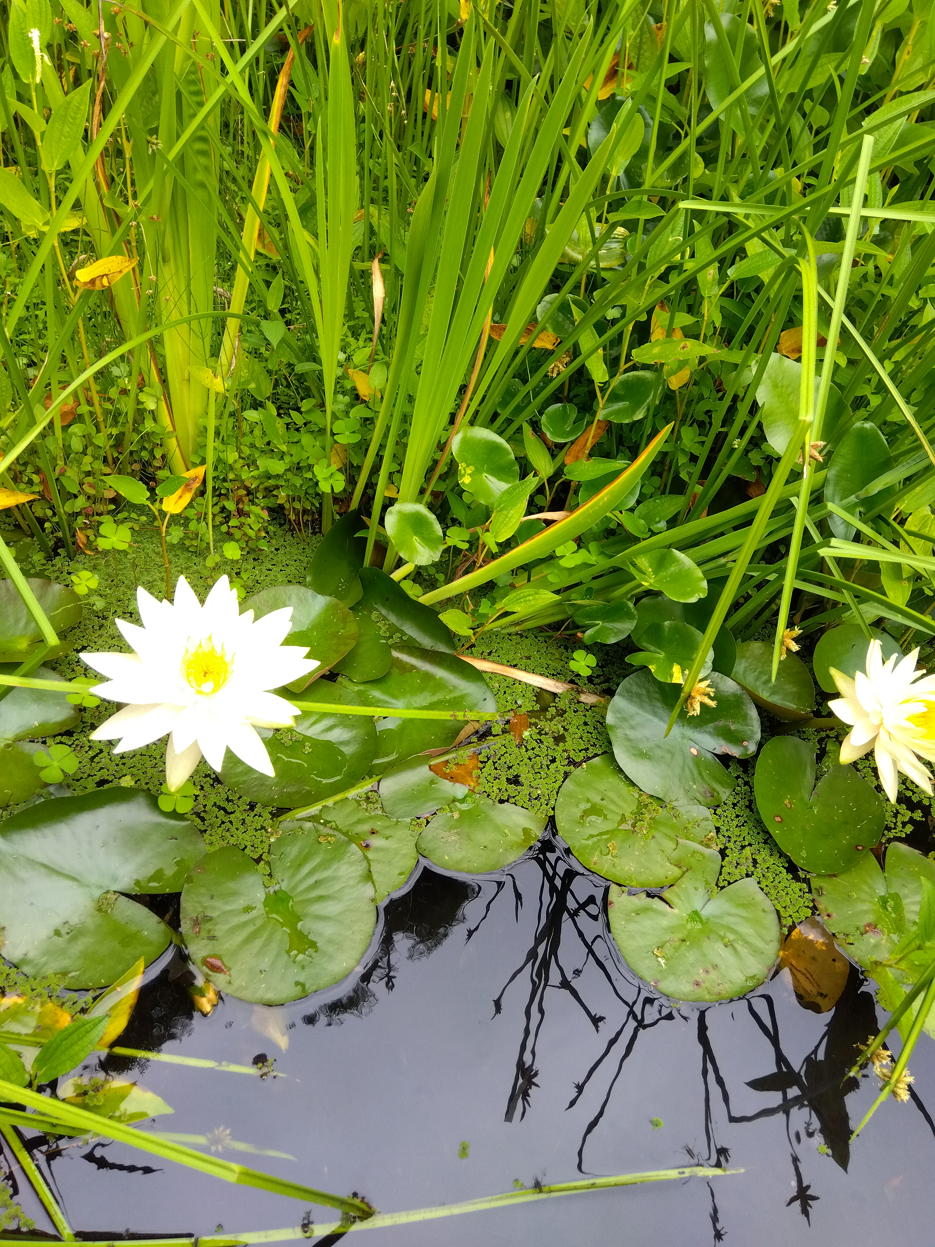 ロータスな風景