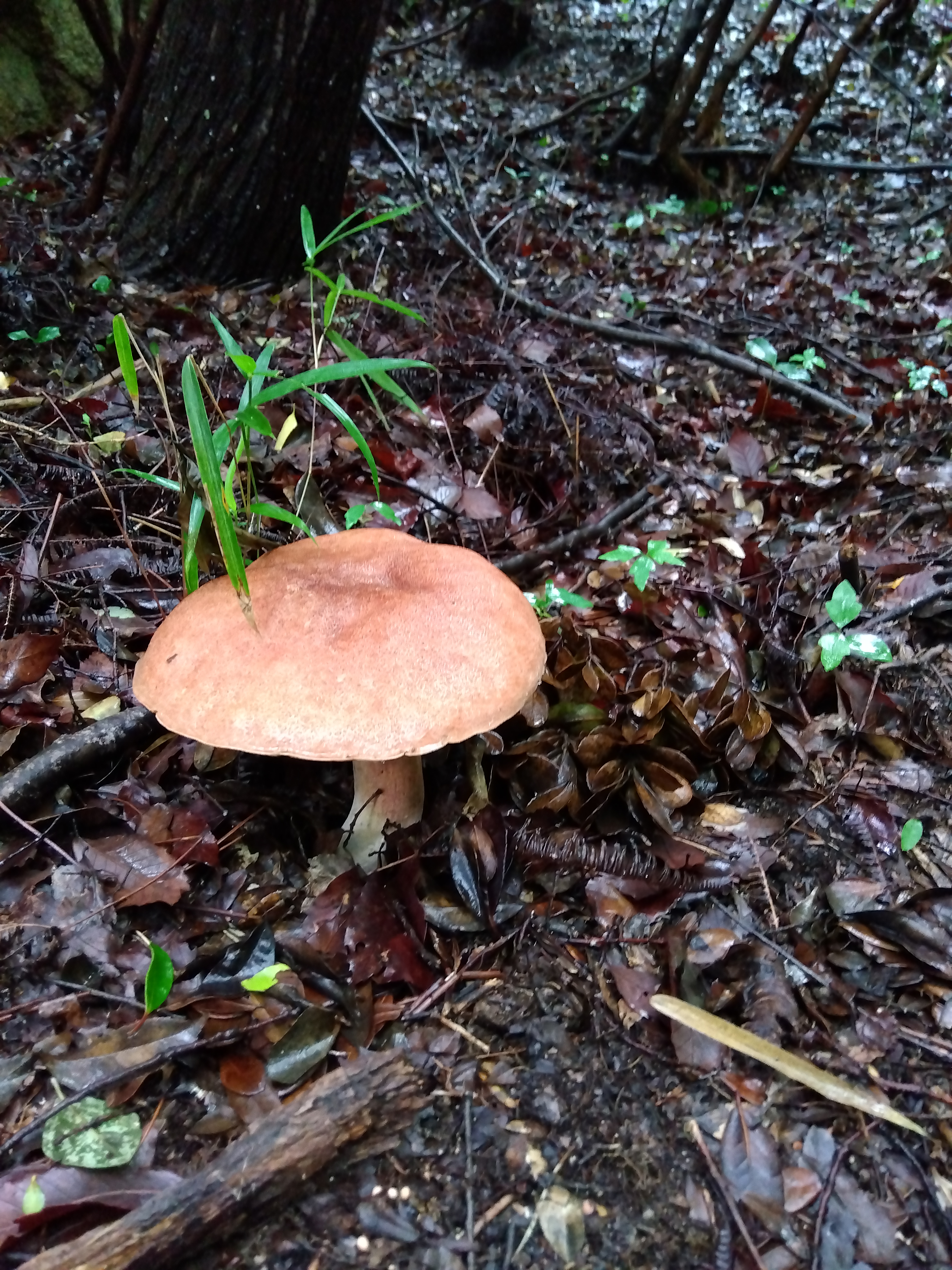 巨大キノコを発見