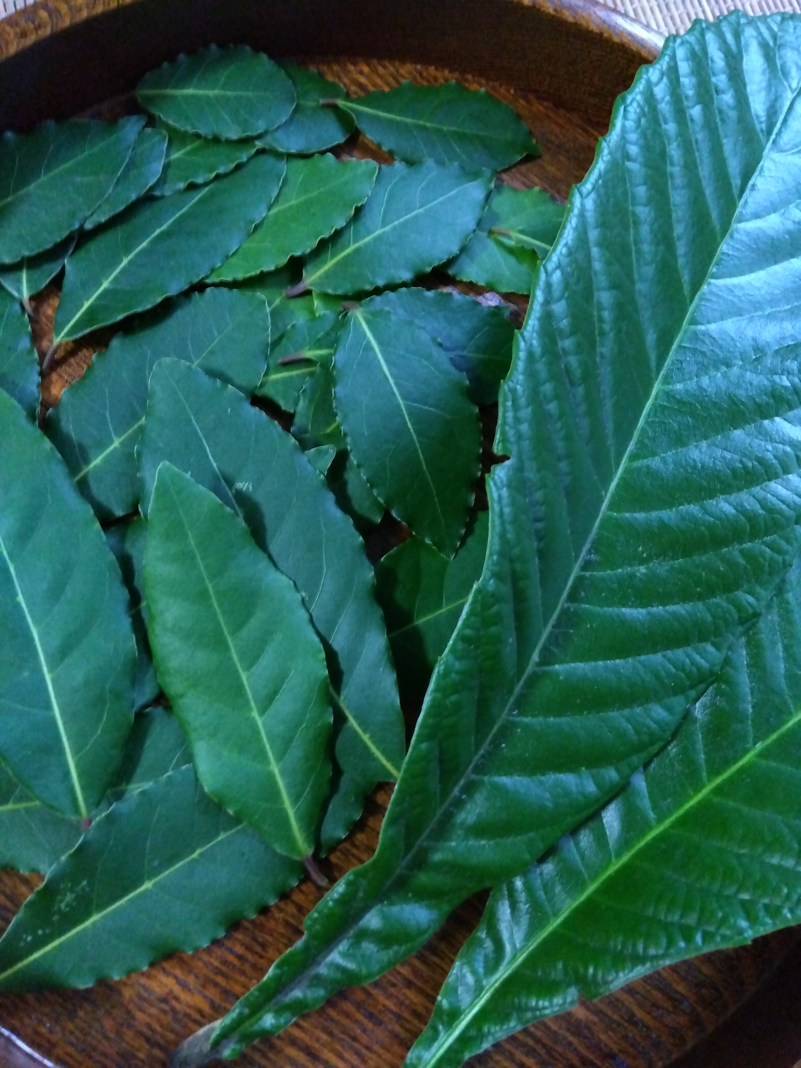 最近はもっぱらびわの葉ティー