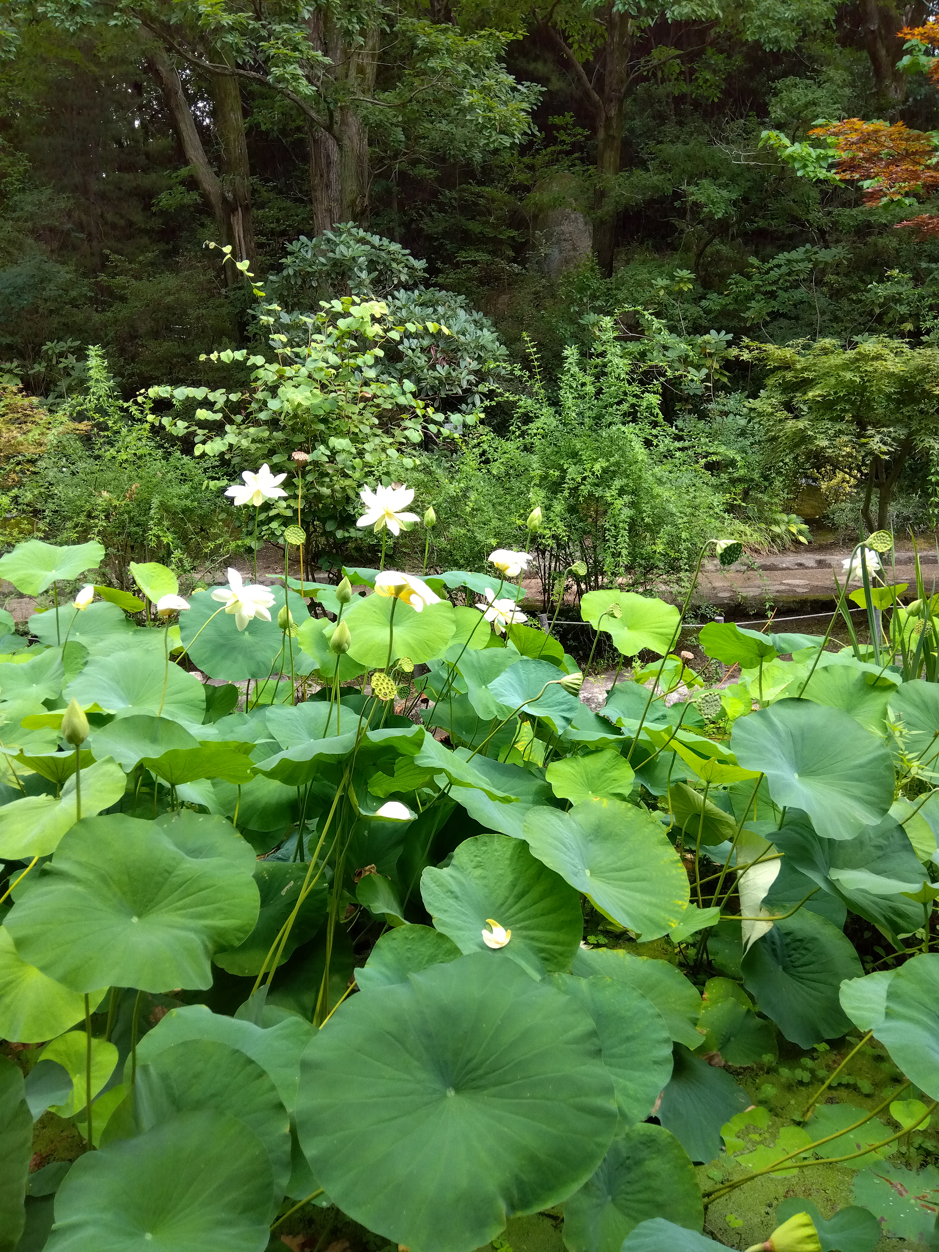 いつもビューティフルなロータス