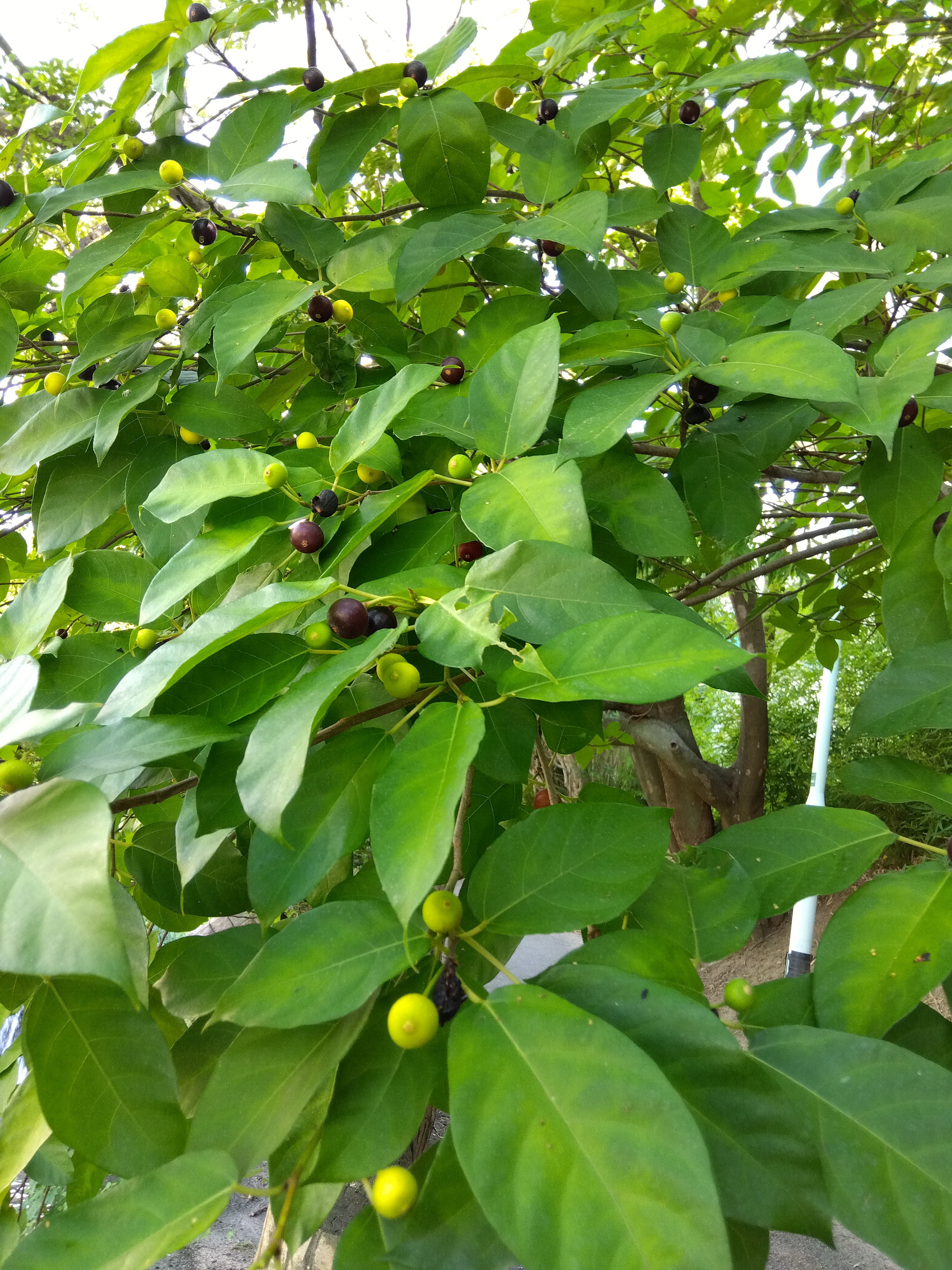 そんなにおいしくないかも