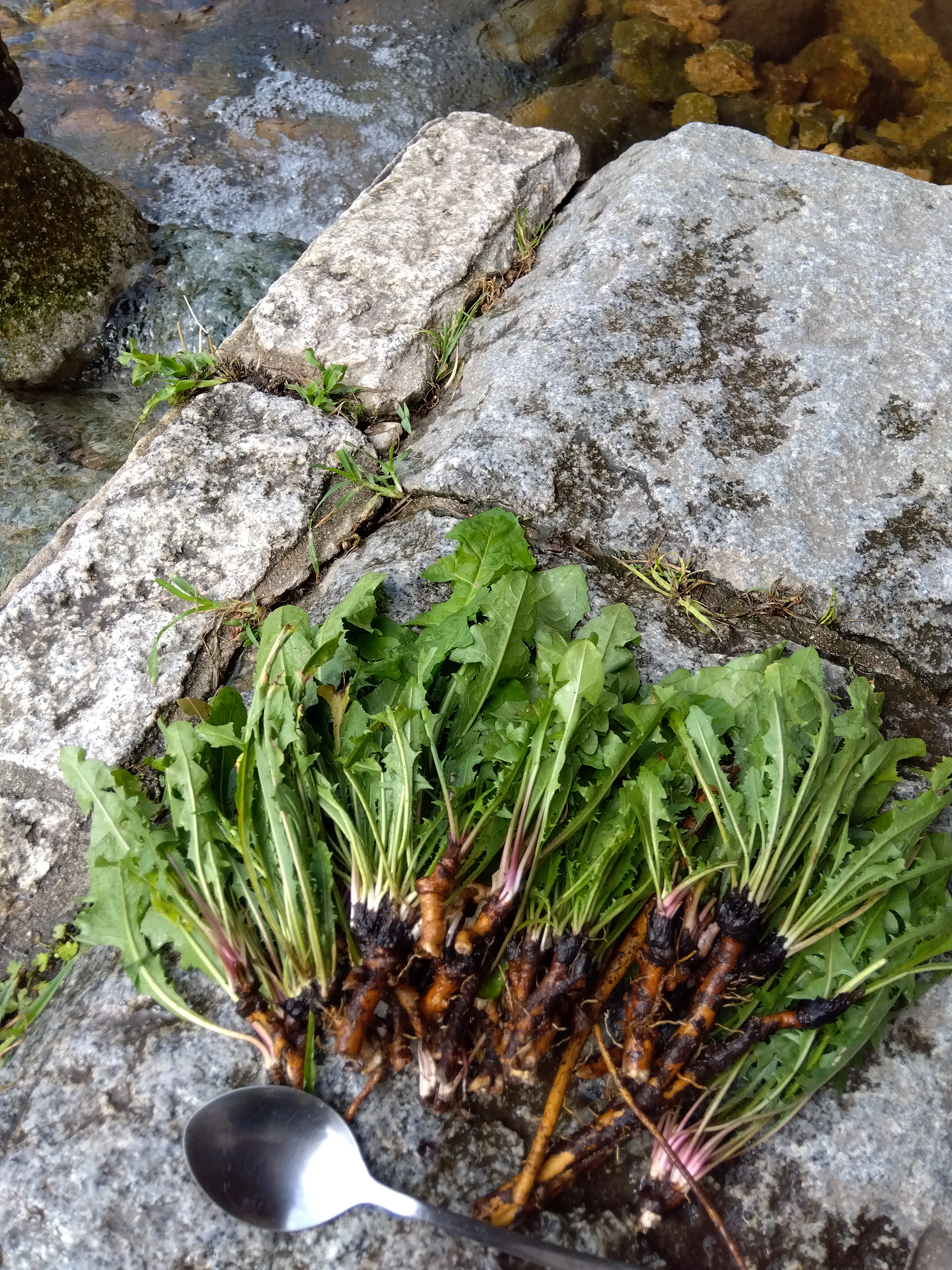 タンポポできんぴら