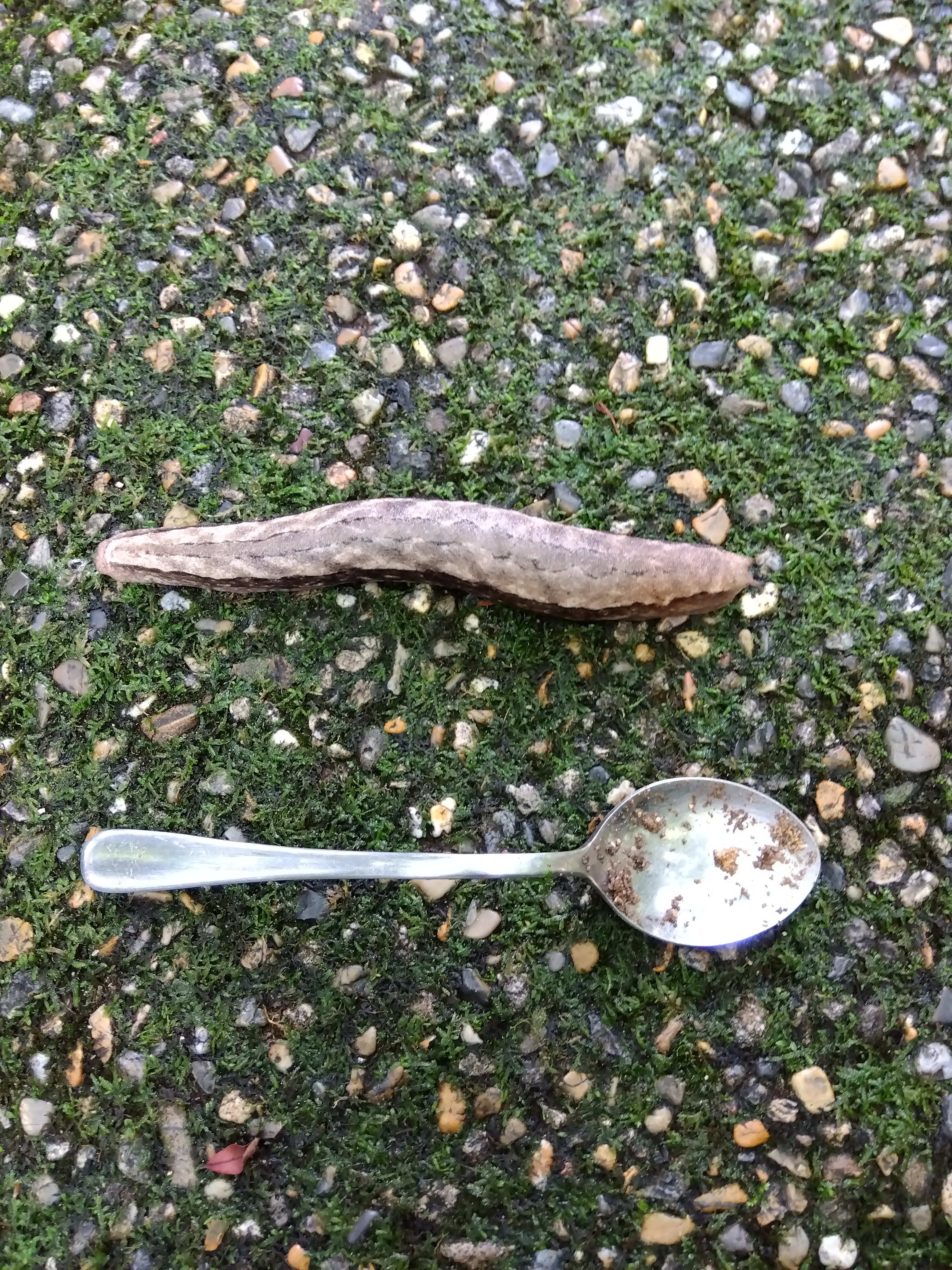 巨大なめくじに遭遇