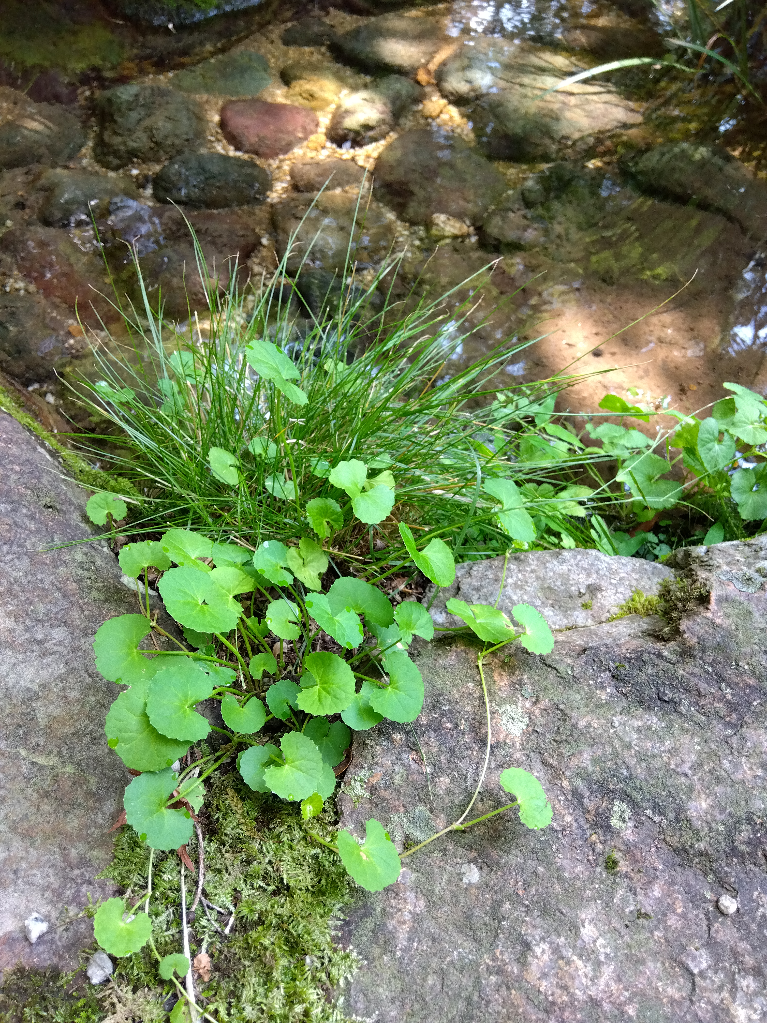 水辺にブラーミが生い茂る