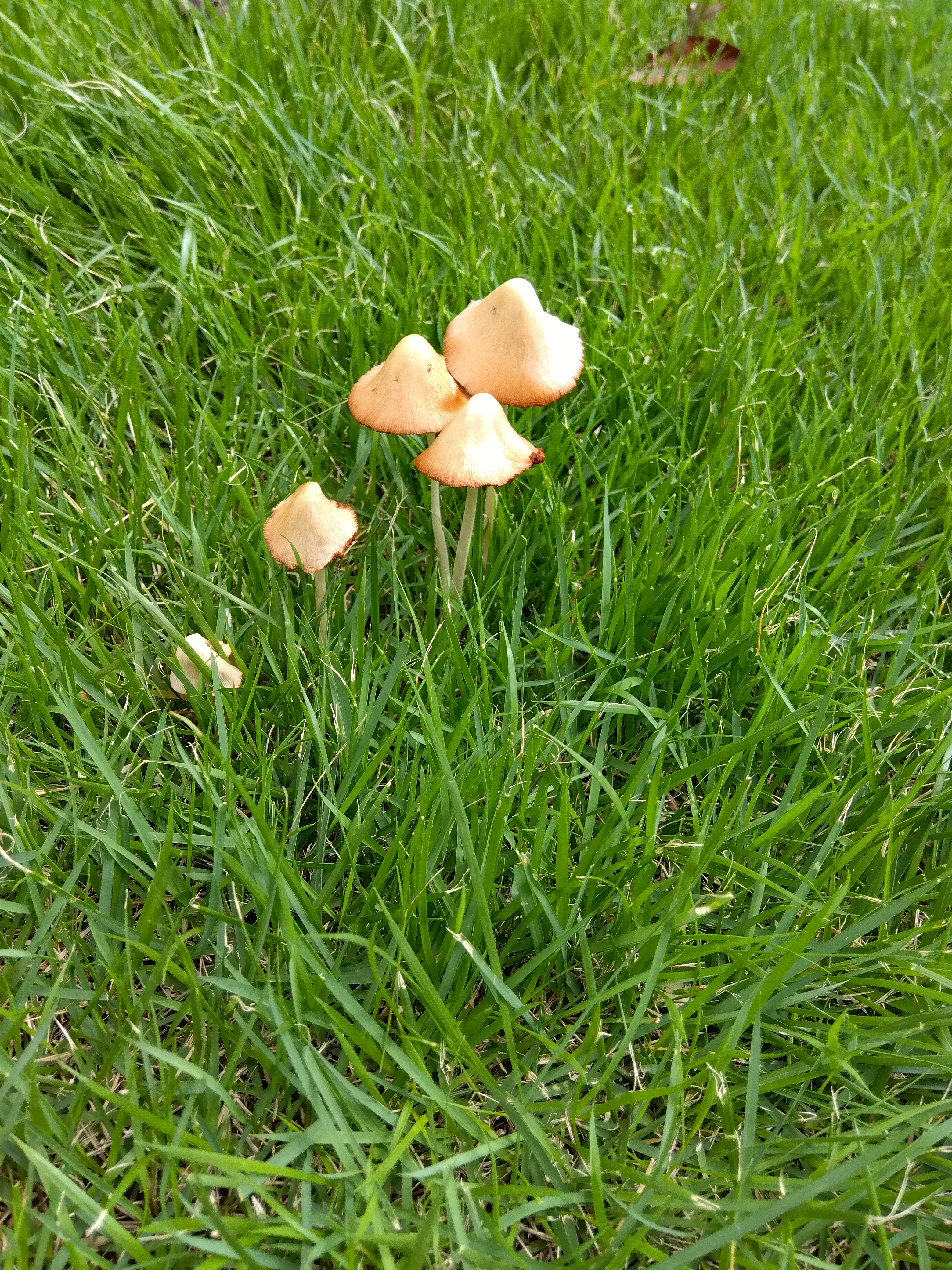 芝生の中にきのこ