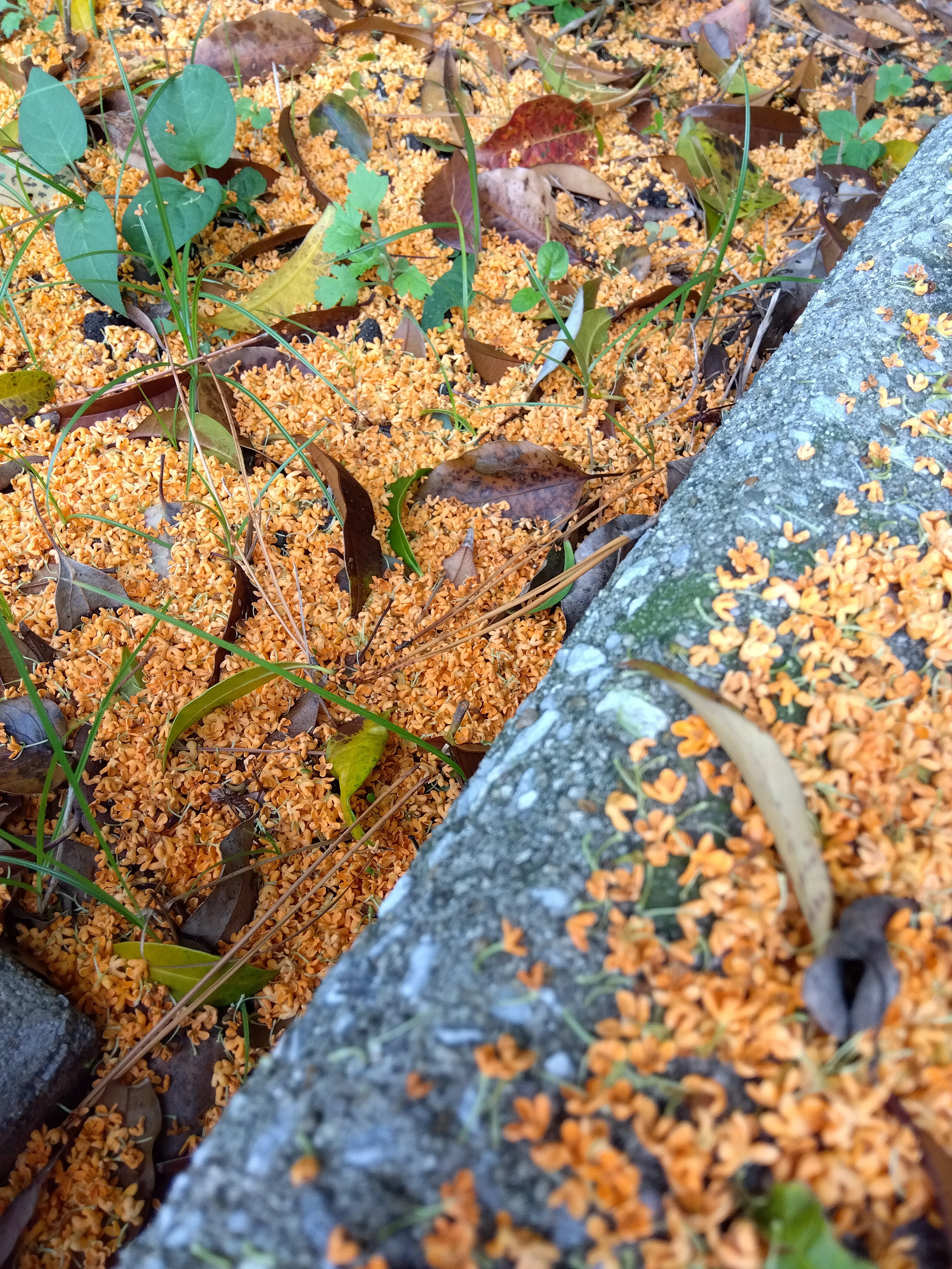 秋っぽい景色３